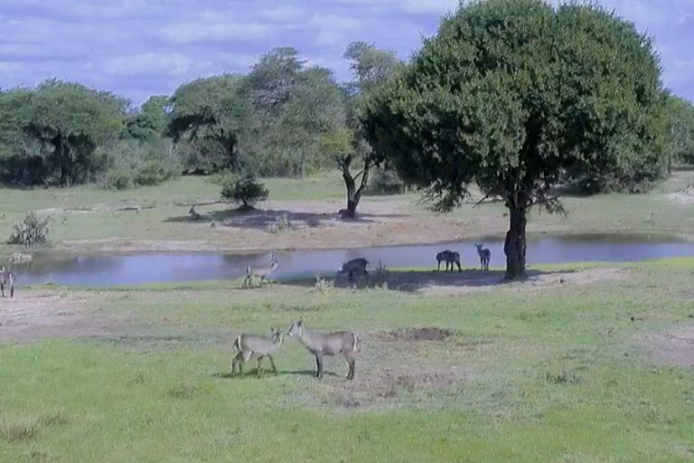 Screencapture from Africam