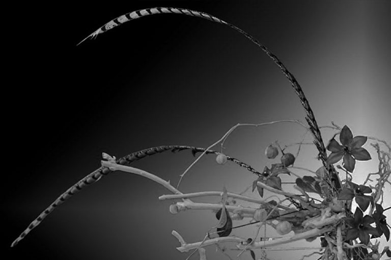 Image source: ikebana.website
